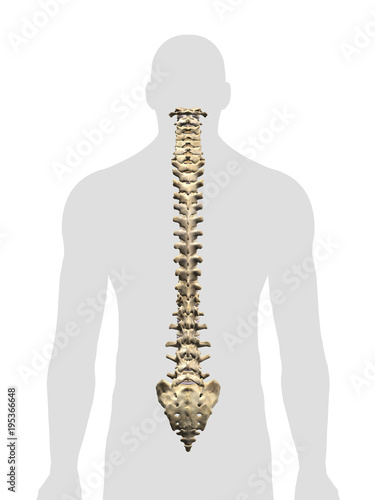 Human Vertebral Column, Posterior View on White Background