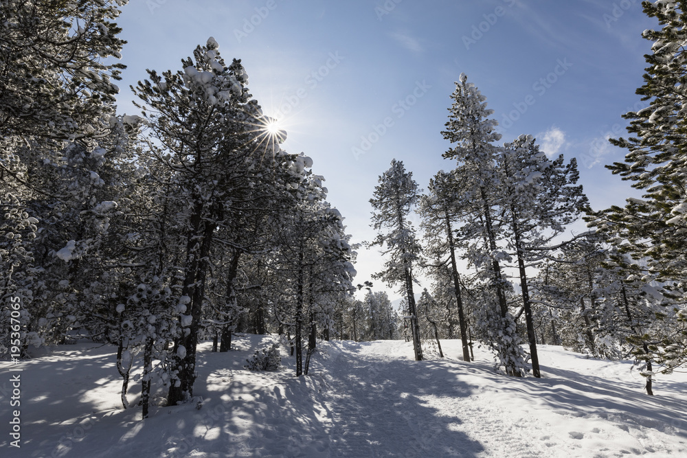 Fototapeta premium Winter hiking trail in Langis leads through a fresh snowy landscape in Switzerland