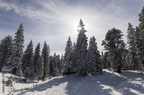 Winter hiking trail in Langis leads through a fresh snowy landscape in Switzerland