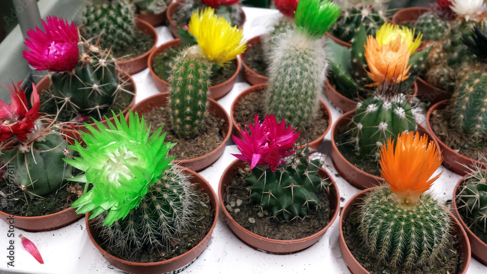 Colorful cactuses