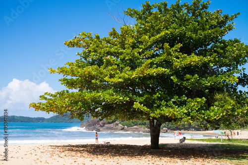 Tree on the beach in Ubatuba, Sao Paulo, Brazil
