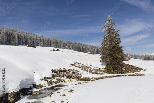 Partly frozen stream with a fir and a fresh snowy landscape in Switzerland