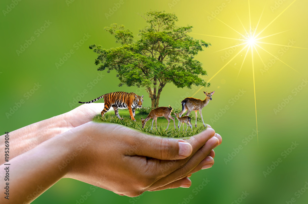 Concept Nature reserve conserve Wildlife reserve tiger Deer Global warming  Food Loaf Ecology Human hands protecting the wild and wild animals tigers  deer, trees in the hands green background Sun light Stock