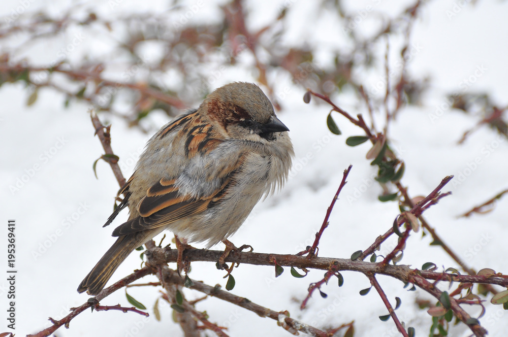 Sparrow freezing in city park in winter. Birds try to get warm while snowing. Sparrow freezing in city park in winter. Birds try to get warm while snowing.