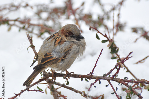 Sparrow freezing in city park in winter. Birds try to get warm while snowing.