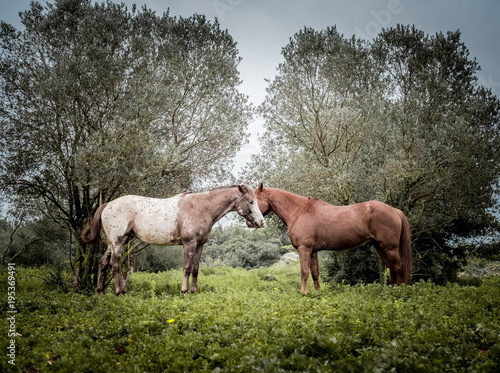 cople of horses crossing their heads in a blooming field of flowers