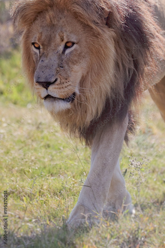 Fototapeta premium lion