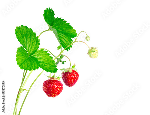 Strawberry plant with leaves and berrys, isolated on white background.
