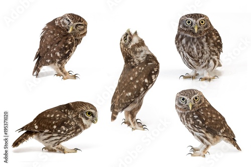 Collage of little owls (Athene noctua) on white background photo