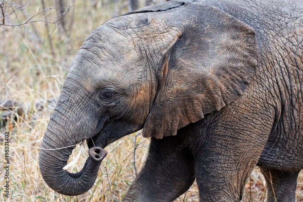 Fototapeta premium éléphant