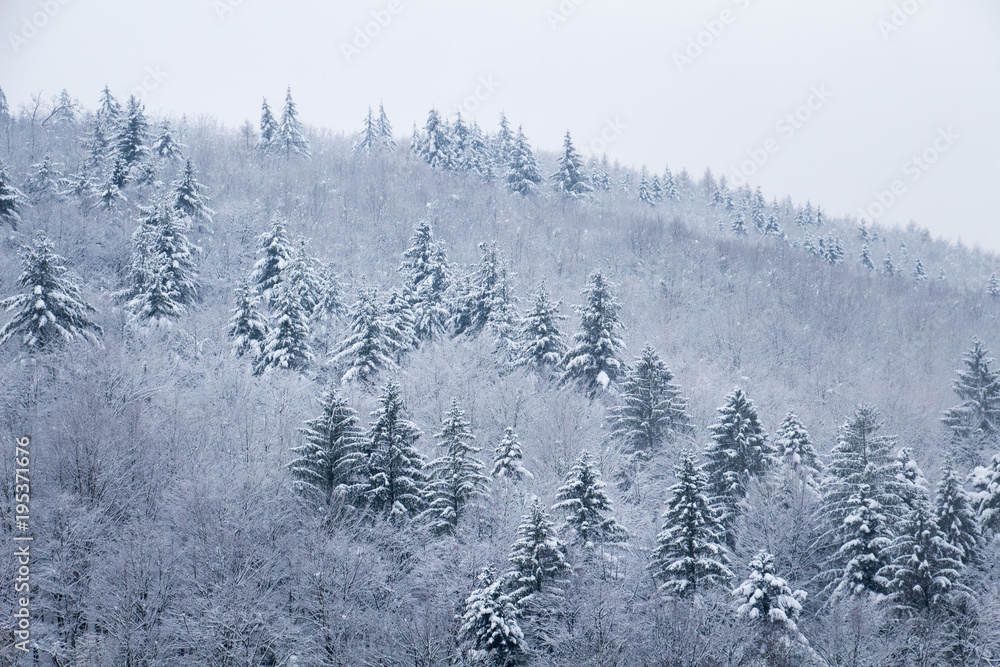 Snowy forest tree tops.