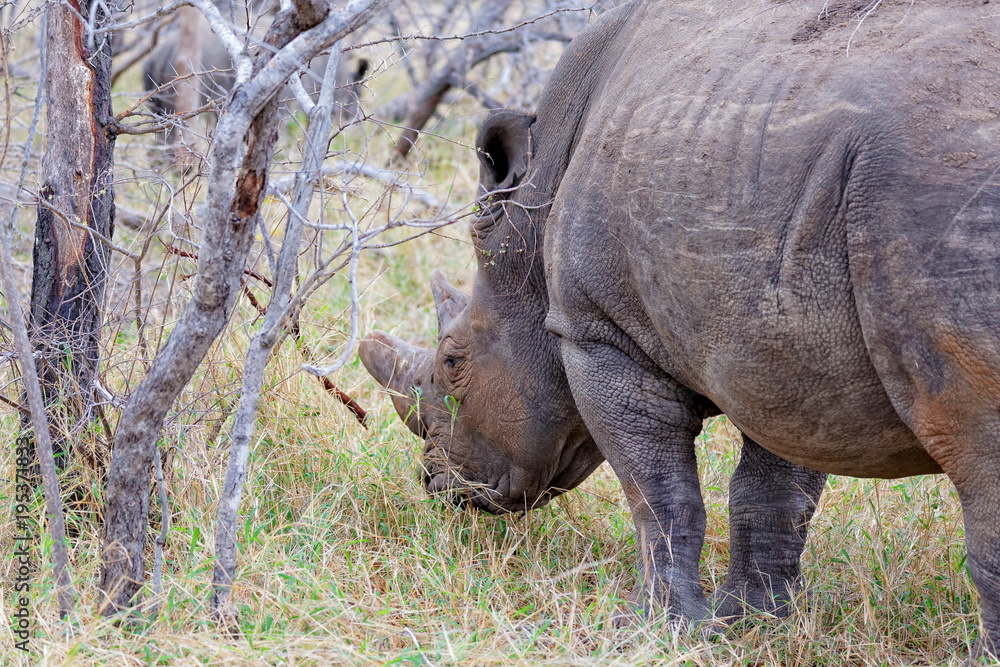 Fototapeta premium rhinocéros