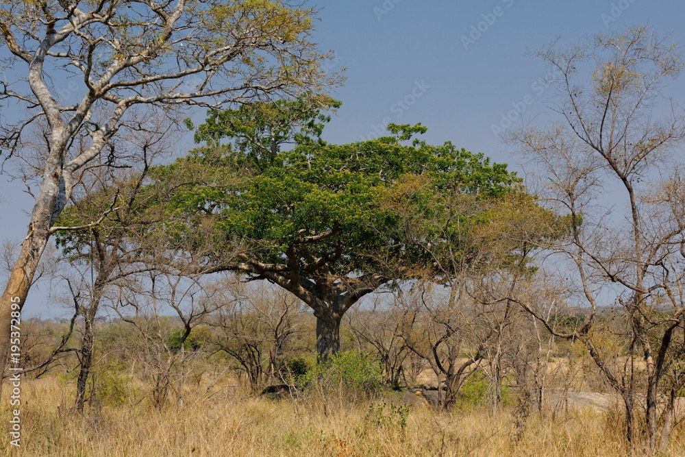savane savane