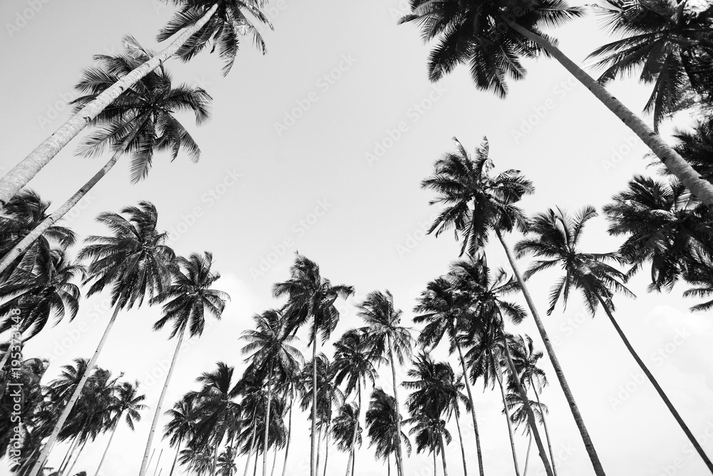 Obraz premium Widok drzewa kokosowego w czerni i bieli z efektem vintage.