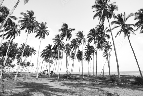 Coconut tree view in black and white with vintage effect. © nelzajamal