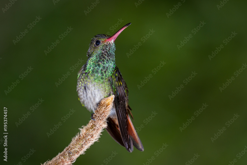 Obraz premium rufous-tailed hummingbird - Amazilia tzacatl