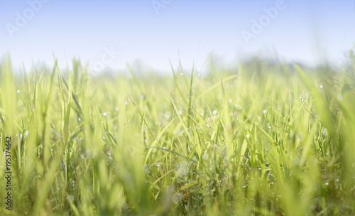 Green field of closeup blades of grass with dew. Open space with blue sky. Countryside view on a farm in the country.