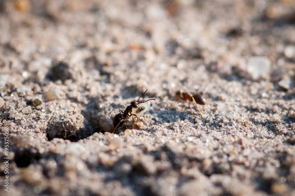 Lasius ant larva and egg, extreme close-up with high magnification