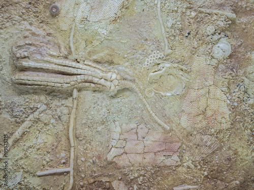 Fossil of sea lilies photo