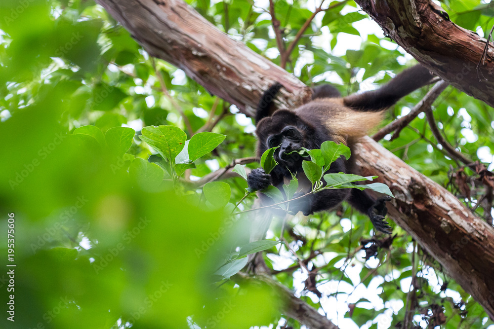 Howler Monkey in Nicaragua