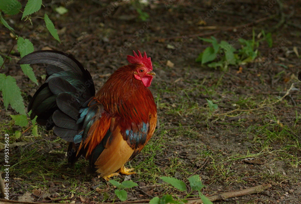 Fototapeta premium Hahn