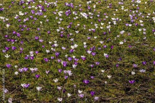 Krokusblüte