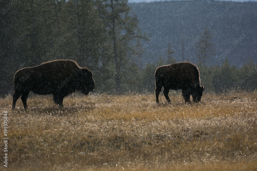 Two bison in the backlight when the first snow comes Two bison in the backlight when the first snow comes