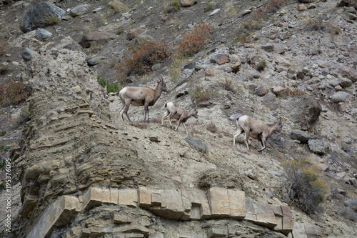 Two bighorn sheep and one lamb climbing the rocks