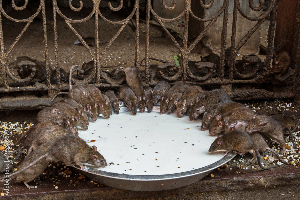 Rats drinking milk in Karni Mata also known as the Temple of Rats in the village Deshnoke