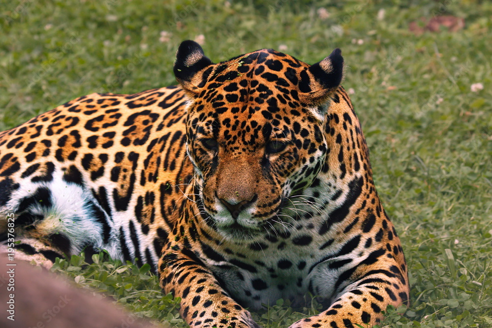 Obraz premium Jaguar