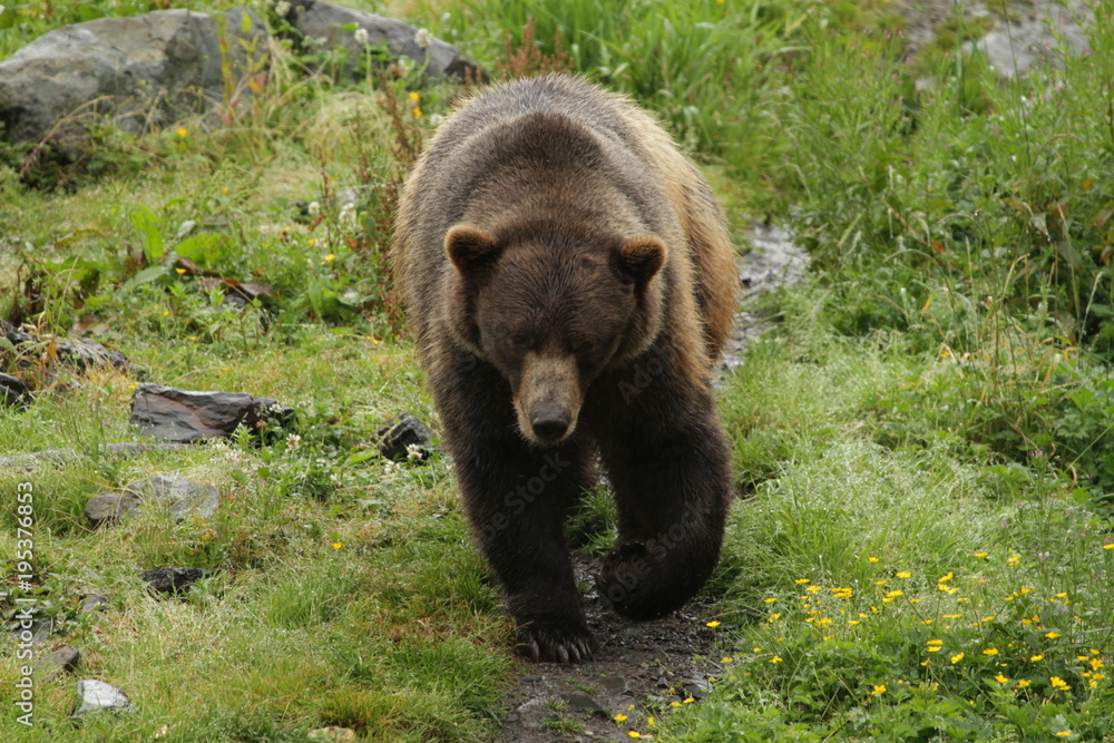 Rescued Brown Bear Rescued Brown Bear