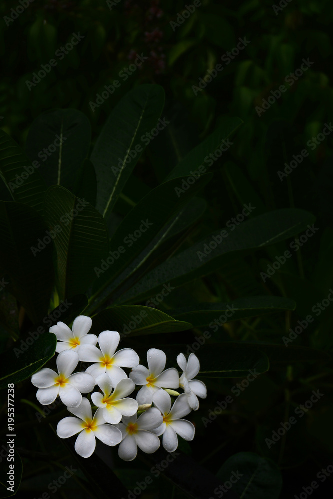 Fototapeta premium White frangipani flowers on a dark green background. Copy space