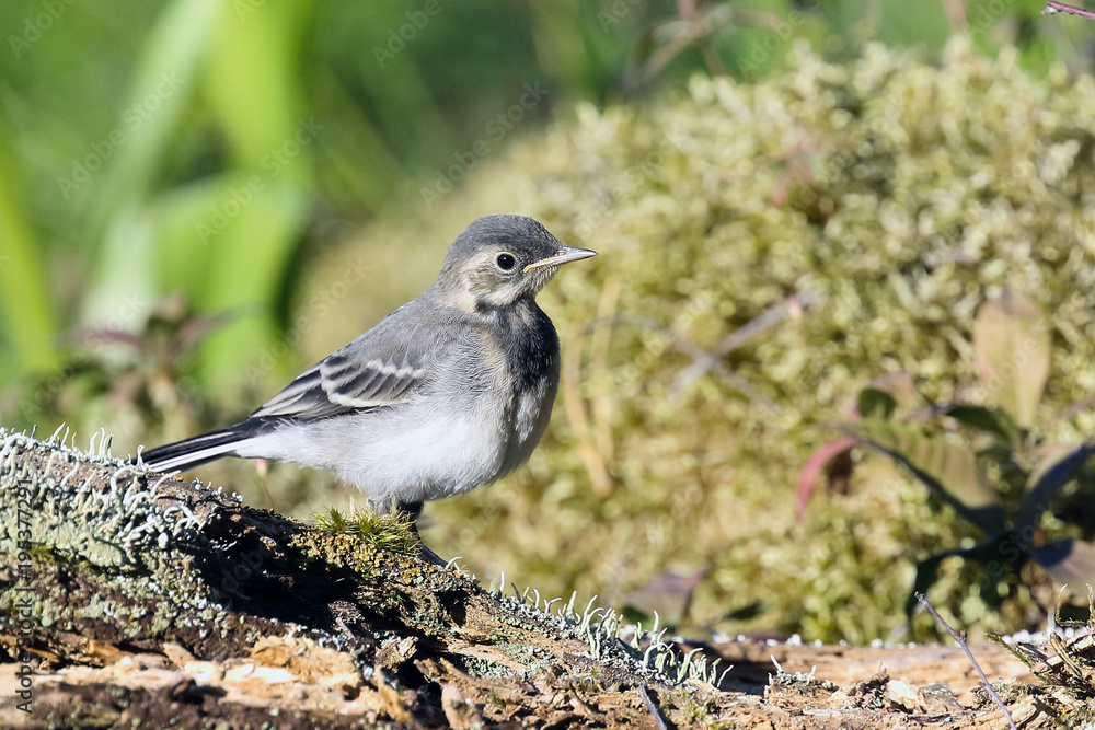 Obraz premium White wagtail