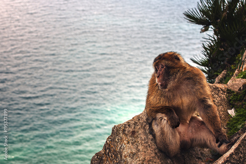 Lonely monkey is sitting at rock of Gibraltar and looking forward