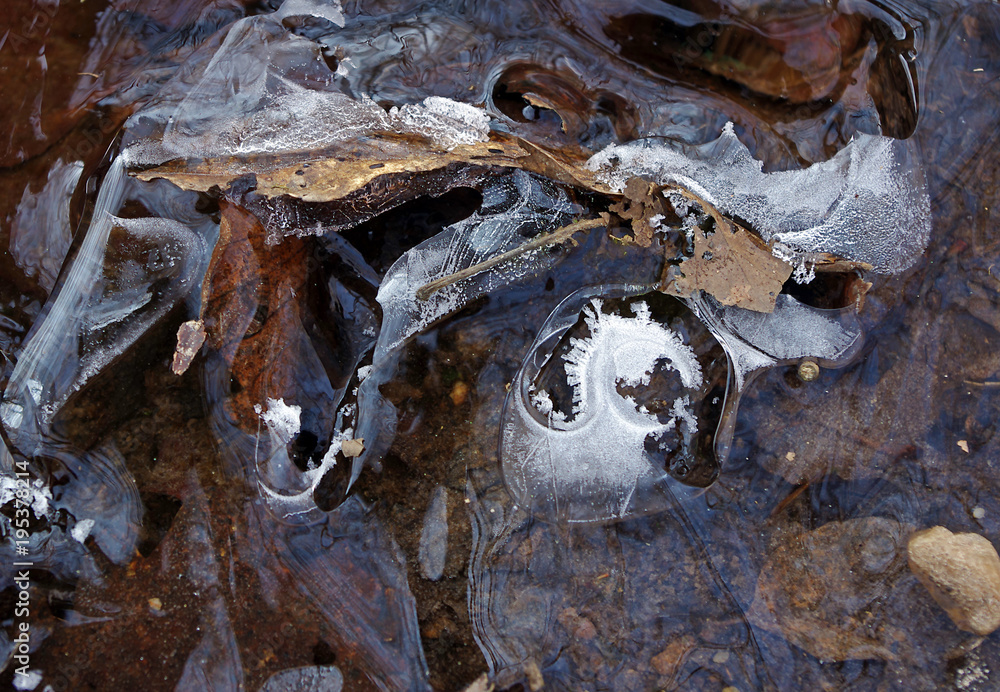 Photo de glace sur feuilles