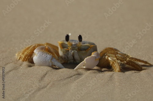 Closeup of crab at the beach photo