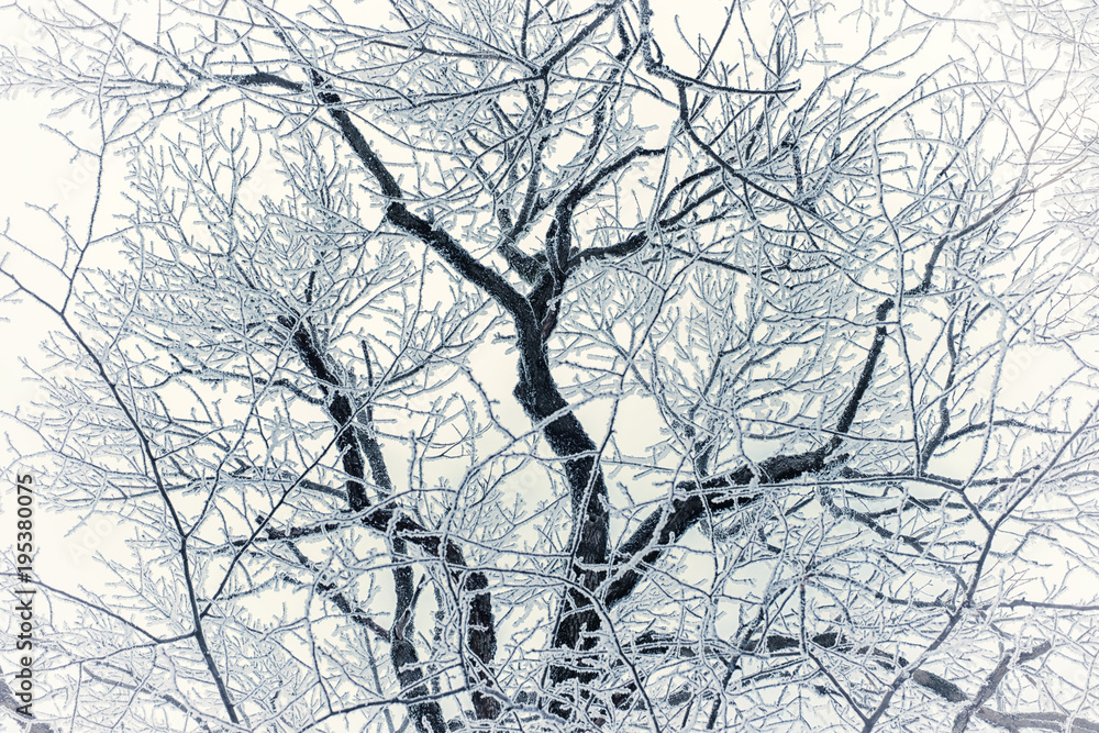 Gracefull branches in frost on the background of winter sky. Gracefull branches in frost on the background of winter sky.