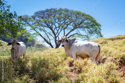Photos young bull in Costa Rica