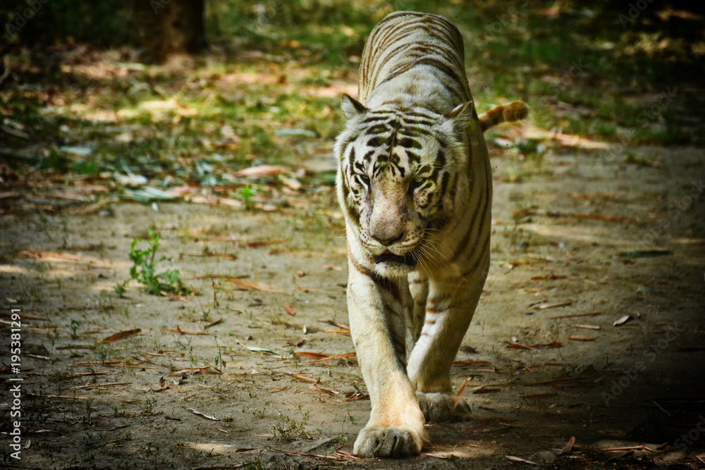 Fototapeta premium The White Bengal Tiger
