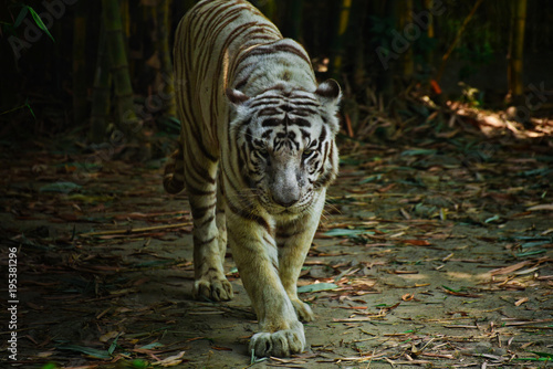 The White Bengal Tiger
