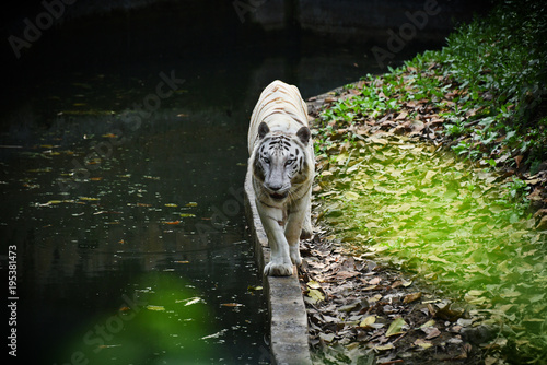 The White Bengal Tiger