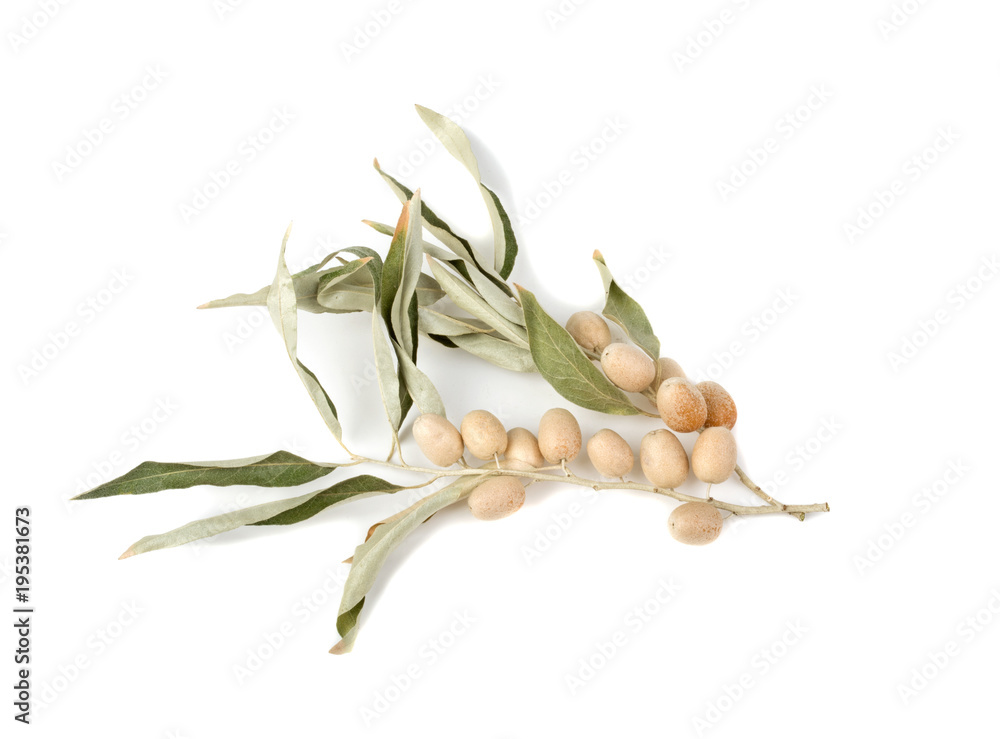 Fototapeta premium olive branch isolated on white background