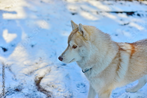 Siberian husky in the snow, fluffy dog close-up. © andov