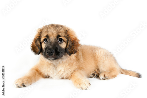 puppy of a golden retriever (shepherd)