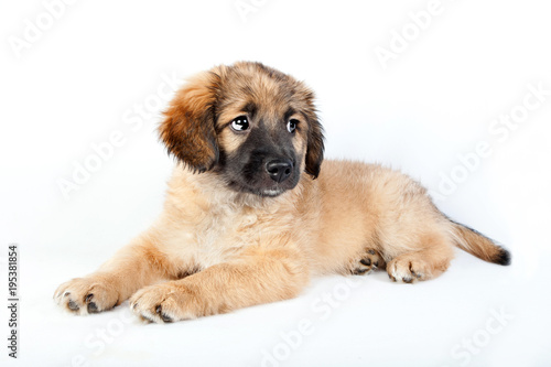 puppy of a golden retriever (shepherd) © Natalya Antoshchenko