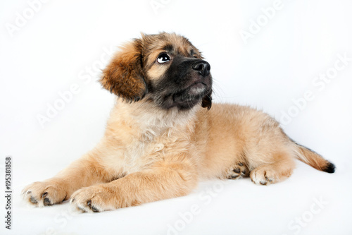 puppy of a golden retriever (shepherd)