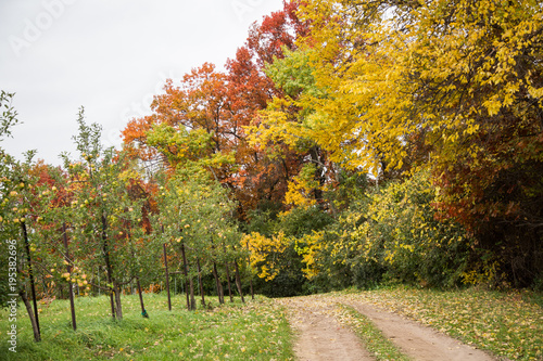 Apple Orchard Road in the Fall with Autumn Colors