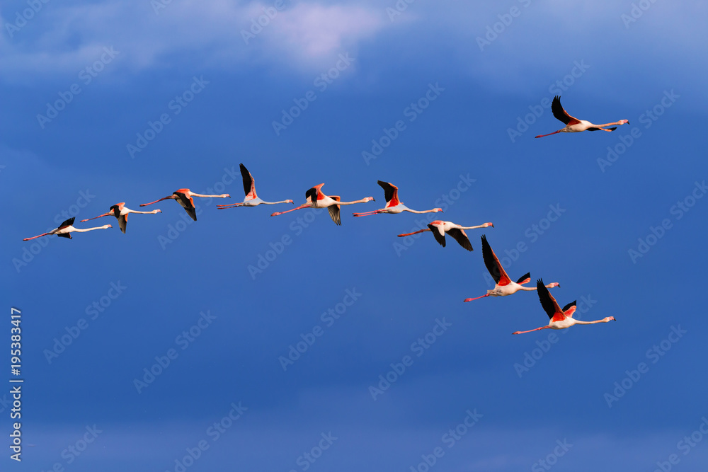 Flamingo birds crossing the sky from side to side. The birds fly in formation. Their wings are black pink and white. The guild the air on their migration to Africa or Europe. Flamingo birds crossing the sky from side to side. The birds fly in formation. Their wings are black pink and white. The guild the air on their migration to Africa or Europe.