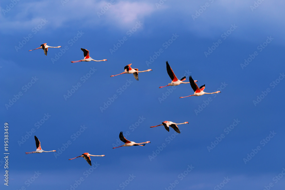 Flamingo birds crossing the sky from side to side. The birds fly in formation. Their wings are black pink and white. The guild the air on their migration to Africa or Europe. Flamingo birds crossing the sky from side to side. The birds fly in formation. Their wings are black pink and white. The guild the air on their migration to Africa or Europe.