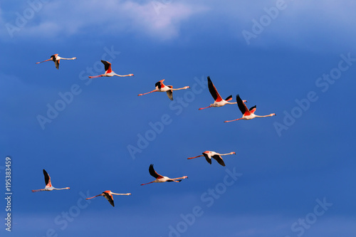 Flamingo birds crossing the sky from side to side. The birds fly in formation. Their wings are black pink and white. The guild the air on their migration to Africa or Europe.
